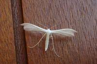 Pterophorus pentadactylus