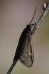 Heterogynis
