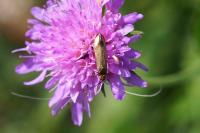 Nemophora metallica