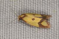 Agapeta zoegana