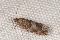 Ancylis achatana