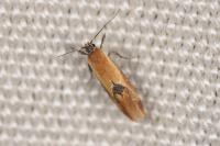 Batia lunaris