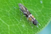Cosmopterix pulchrimella