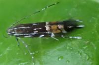 Cosmopterix pulchrimella