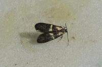 Dasycera oliviella