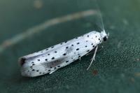Yponomeuta irrorella