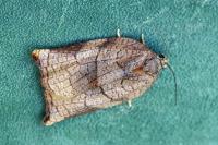 Archips podana