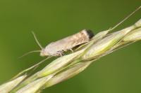 Dichrorampha