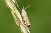 Dichrorampha