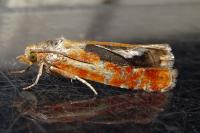 Rhyacionia buoliana