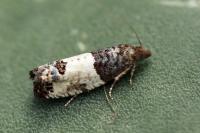 Spilonota ocellana