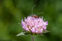 Nemophora metallica