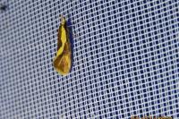 Harpella forficella