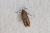 Blastobasis phycidella
