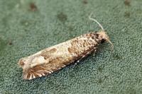 Pelochrista caecimaculana