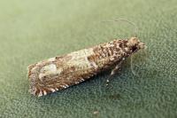 Pelochrista caecimaculana