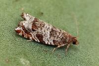 Ancylis achatana