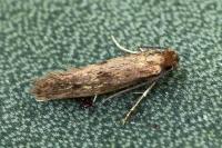 Tinea