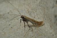Aspilapteryx tringipennella