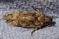 Psoricoptera gibbosella