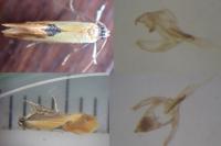 Batia lunaris