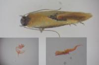 Batia lunaris
