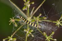 Depressaria ululana