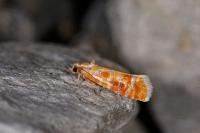 Rhyacionia buoliana