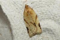Paramesia gnomana