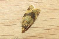 Epagoge grotiana