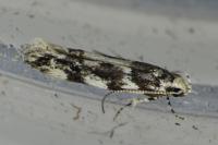 Parachronistis albiceps