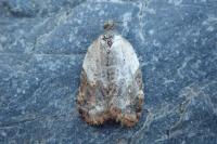 Acleris variegana