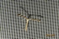 Emmelina monodactyla