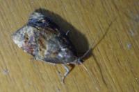 Ditula angustiorana