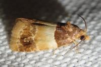 Epinotia festivana