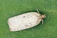 Agonopterix yeatiana