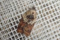 Acleris variegana