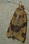 Epagoge grotiana