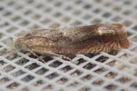 Eucosma conterminana