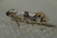 Infurcitinea atrifasciella