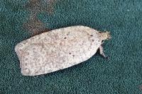 Agonopterix aspersella