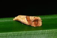 Cochylidia rupicola