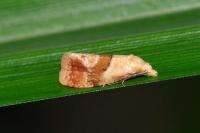 Cochylidia rupicola
