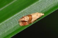 Cochylidia rupicola