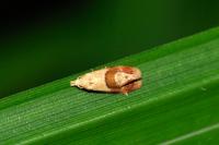 Cochylidia rupicola