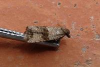 Celypha striana