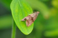 Celypha striana