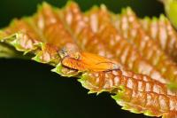 Lathronympha strigana