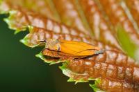 Lathronympha strigana