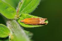Lathronympha strigana